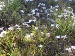 Rhodohypoxis baurii